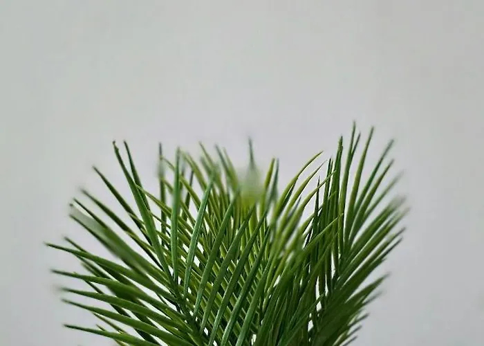 Apartment Tour Est - T2 Entre Cite Medievale Et Bastide Carcassonne